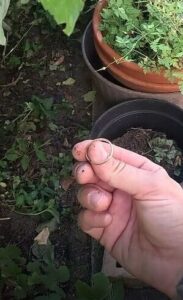 ehering im garten wiedergefunden