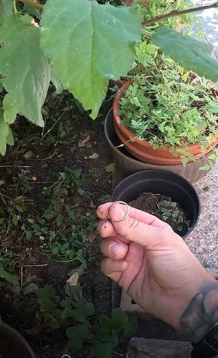 ehering im garten wiedergefunden